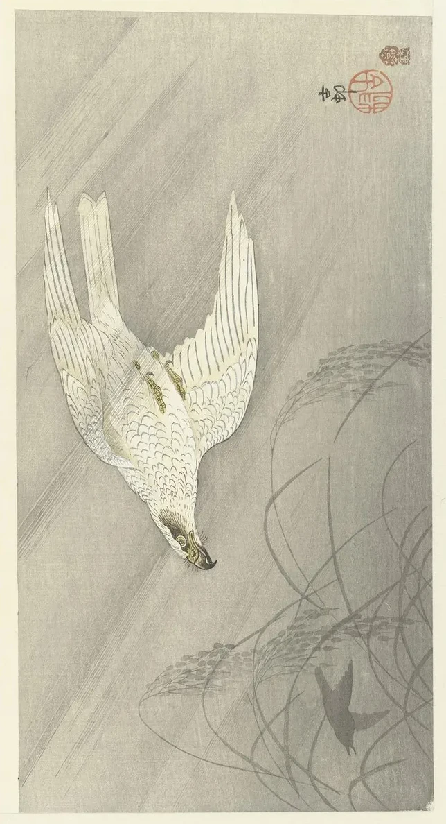 Hunting Hawk
