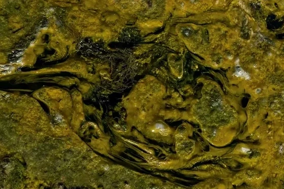 Iceland a Closer Look Organic No. 3