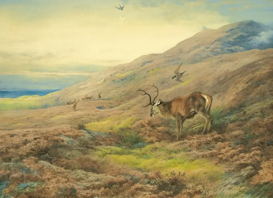 In The Highlands, Red Stag Mobbed By A Pair Of Peregrines