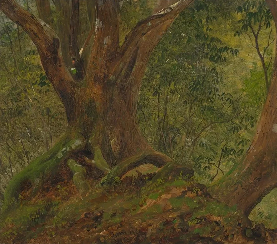In the Woods, Jamaica