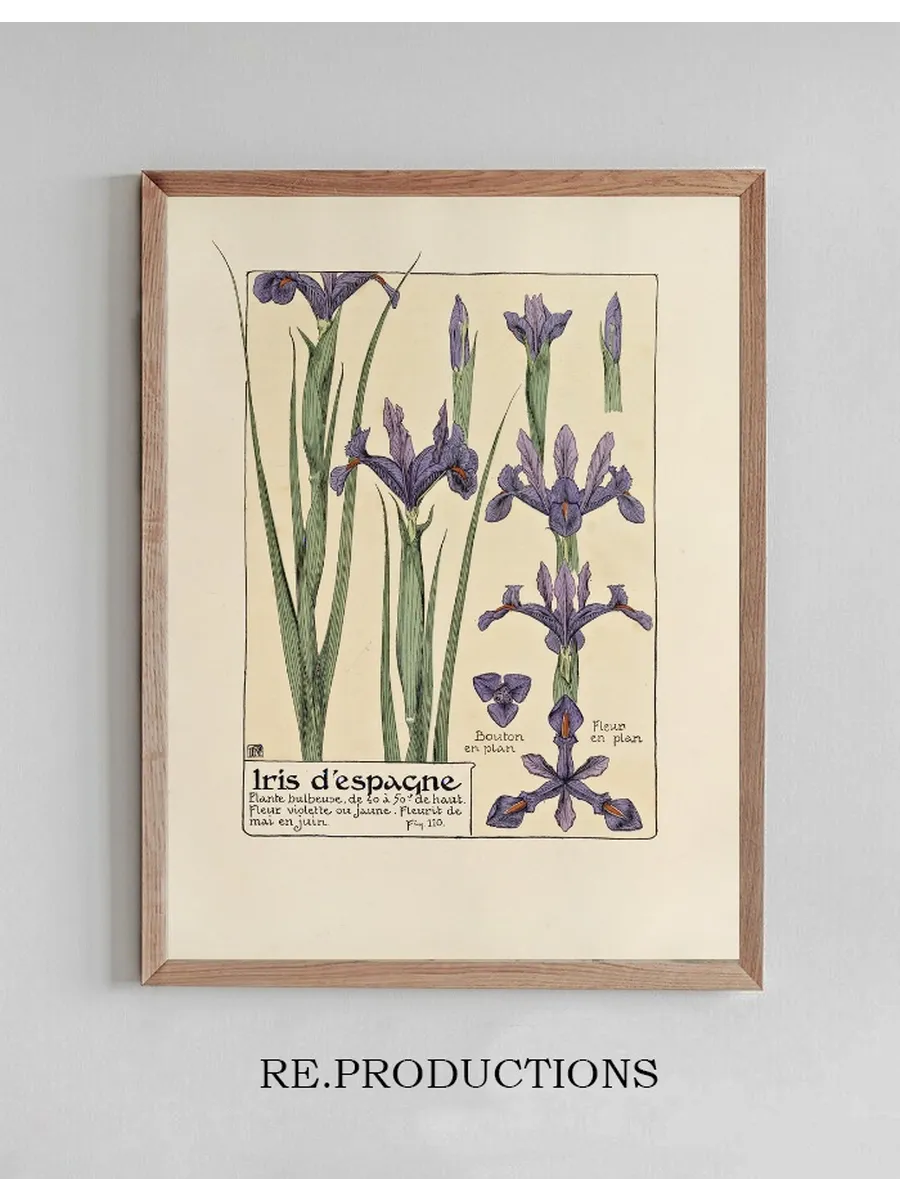 Iris D Espangne