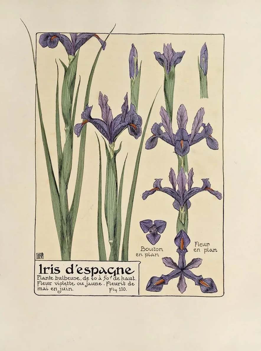 Iris D Espangne