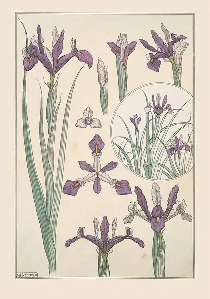 Iris