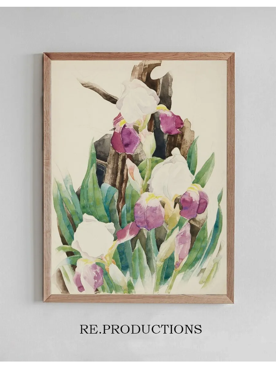 Iris