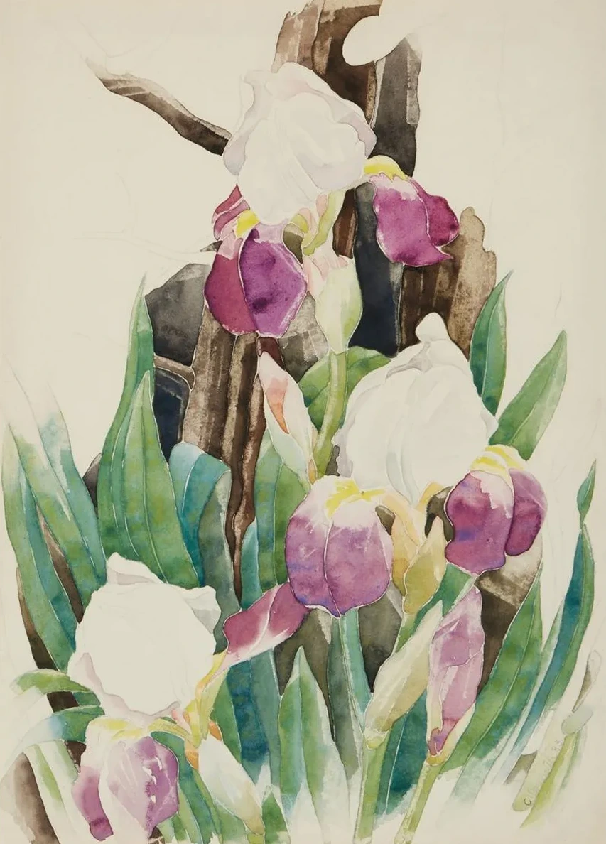 Iris