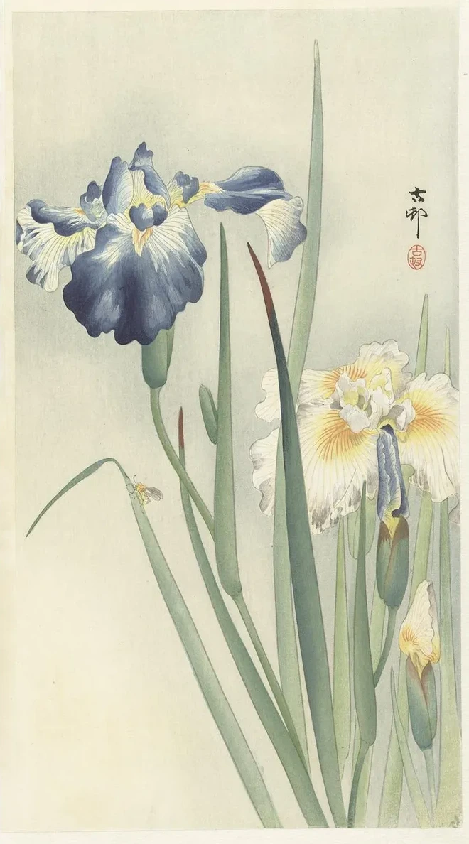 Irises