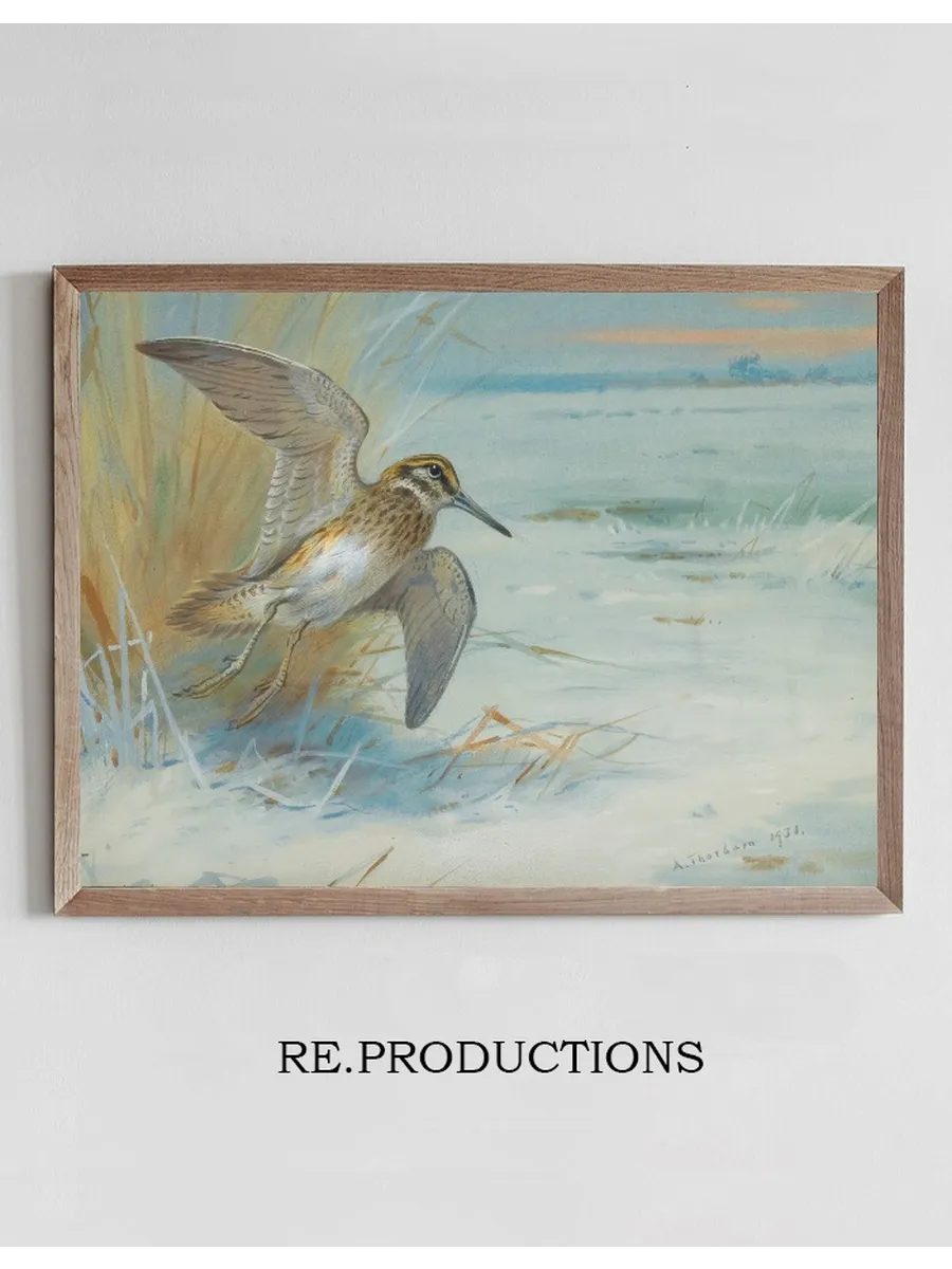 Jack Snipe Rising