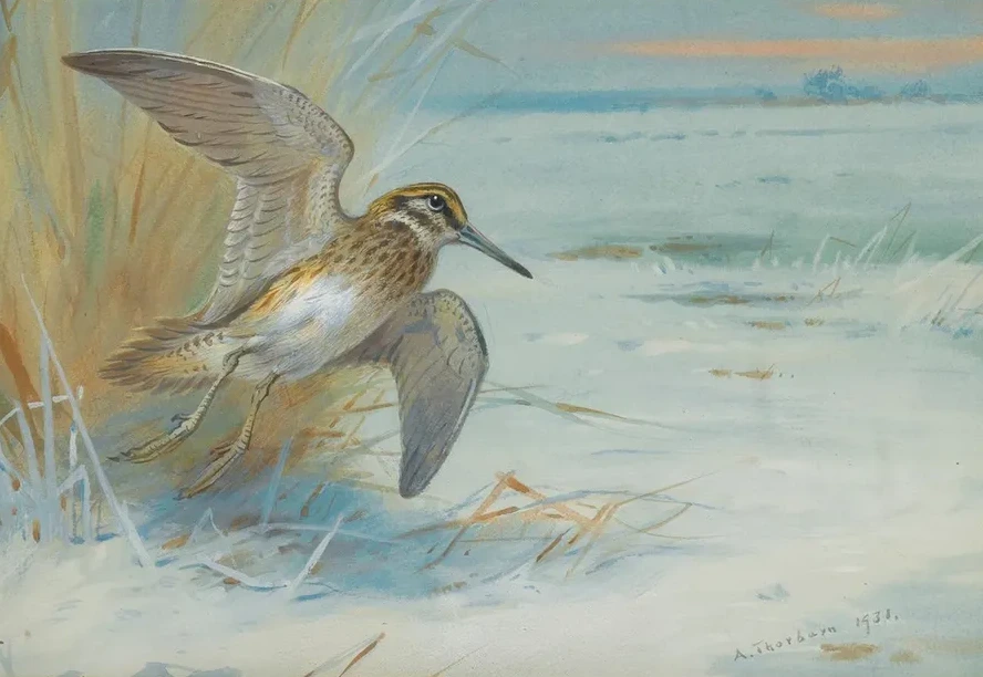Jack Snipe Rising