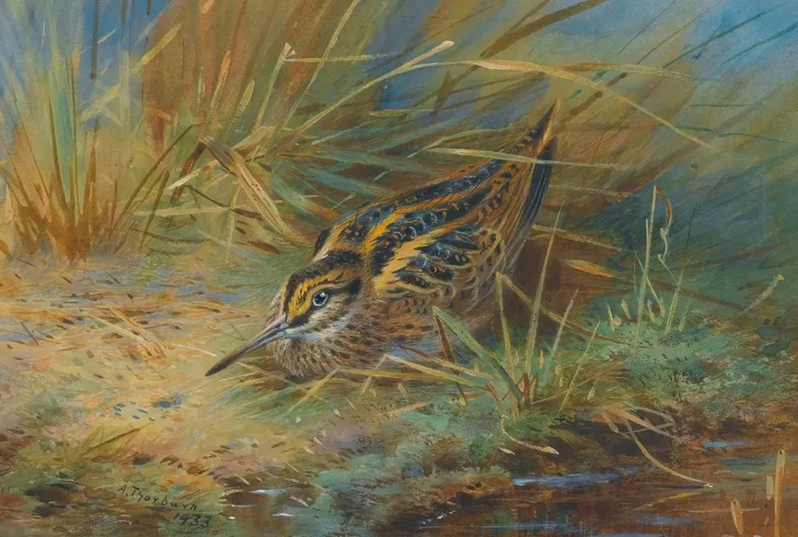 Jack Snipe