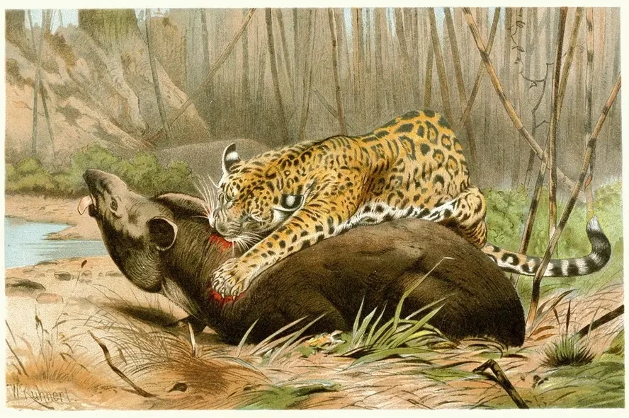 Jaguar Killing Tapir