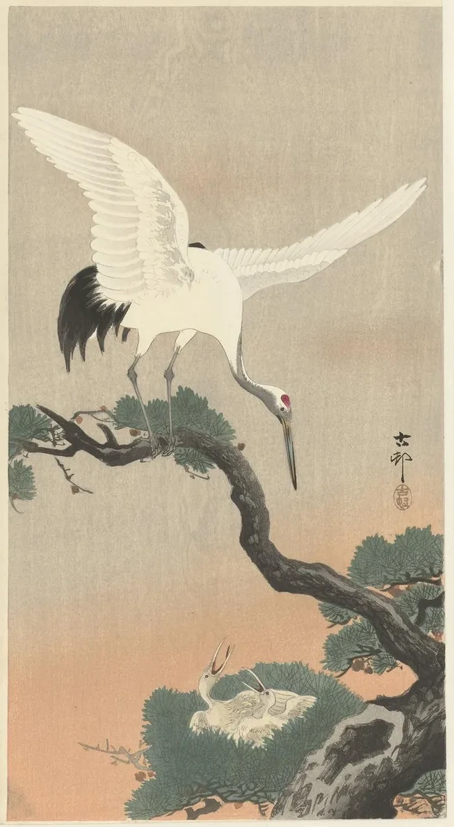 Japanese Common Crane on Branch of Pine