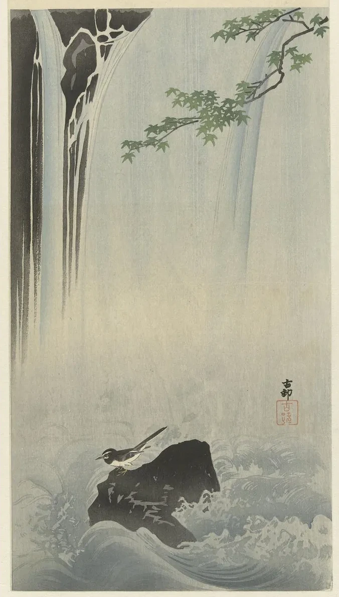 Japanese Wagtail at Waterfall
