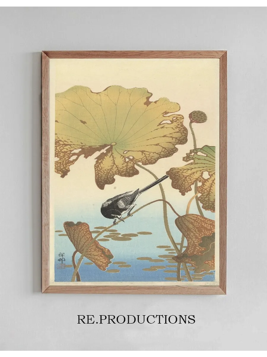 Japanese Wagtail on Lotus Plant