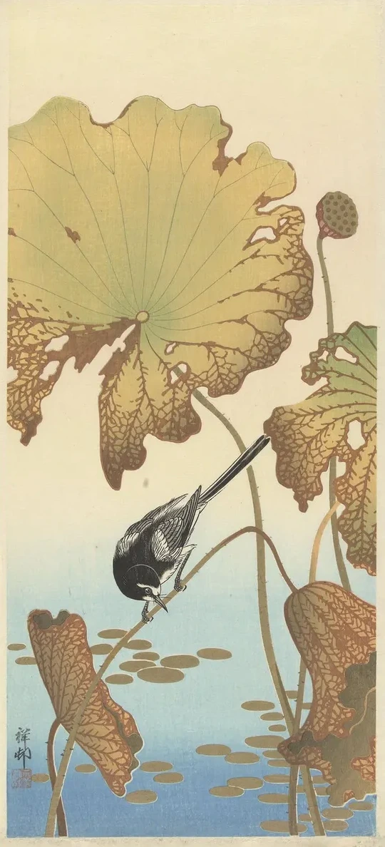Japanese Wagtail on Lotus Plant