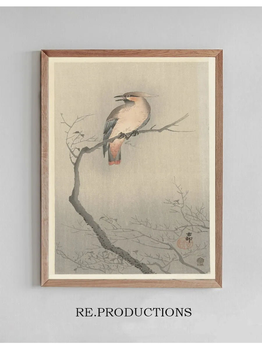 Japanese Waxwing on Branch