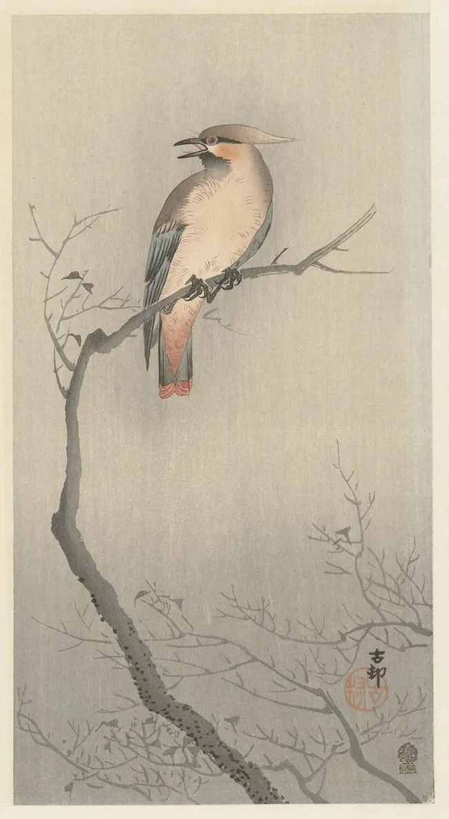 Japanese Waxwing on Branch