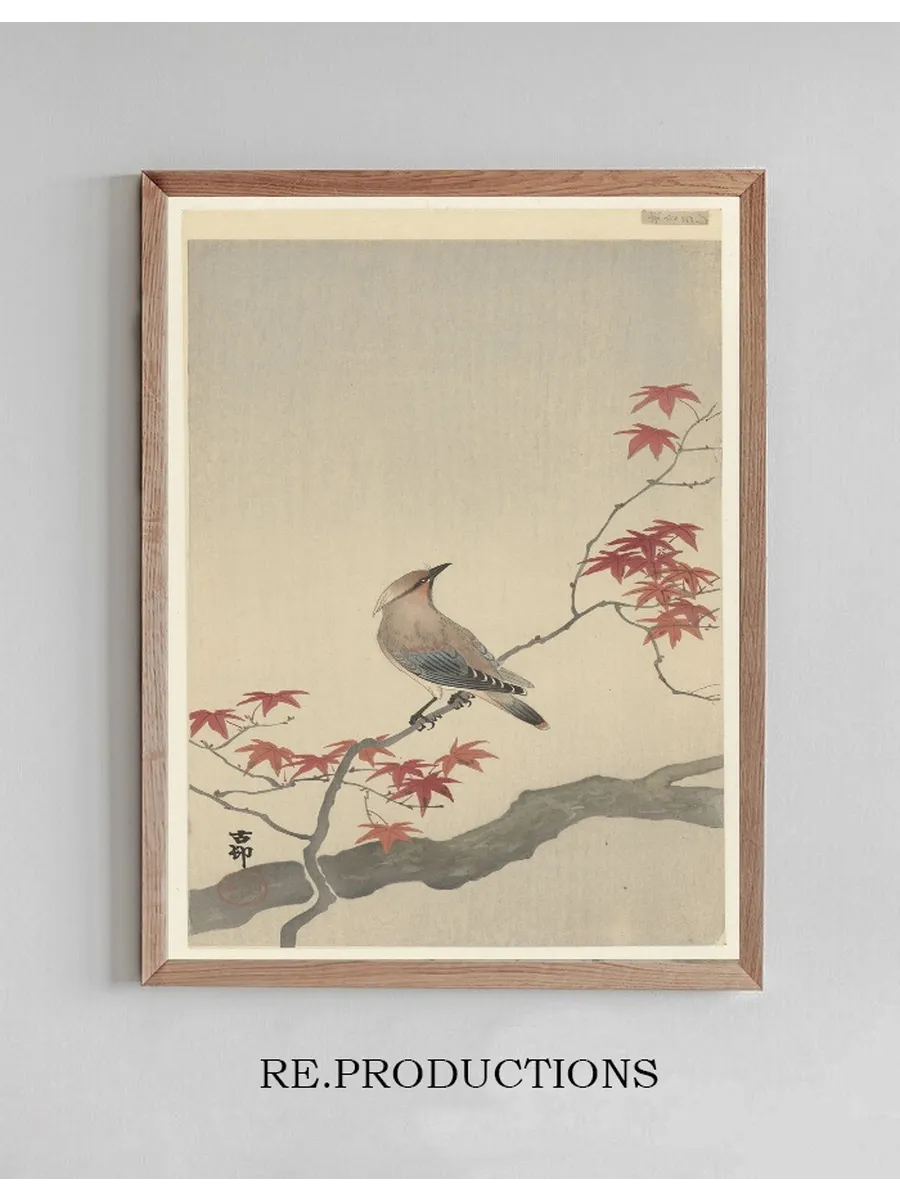 Japanese Waxwing on Maple