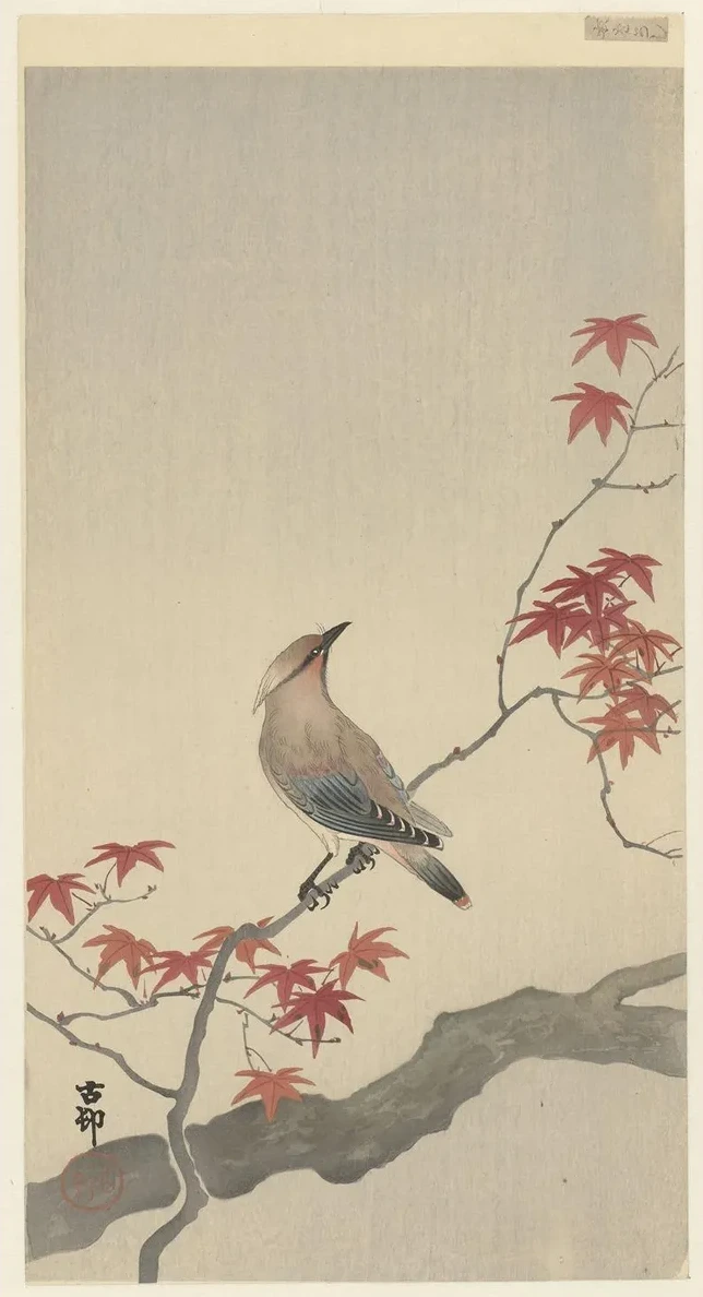 Japanese Waxwing on Maple