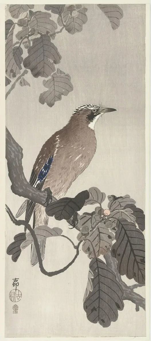 Jay on Tree Branch