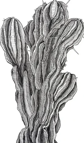 Kaktus