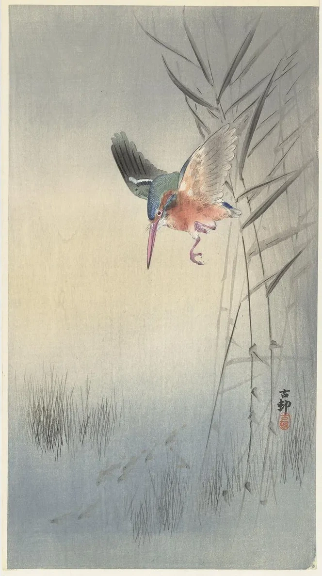 Kingfisher Hunting for Fish