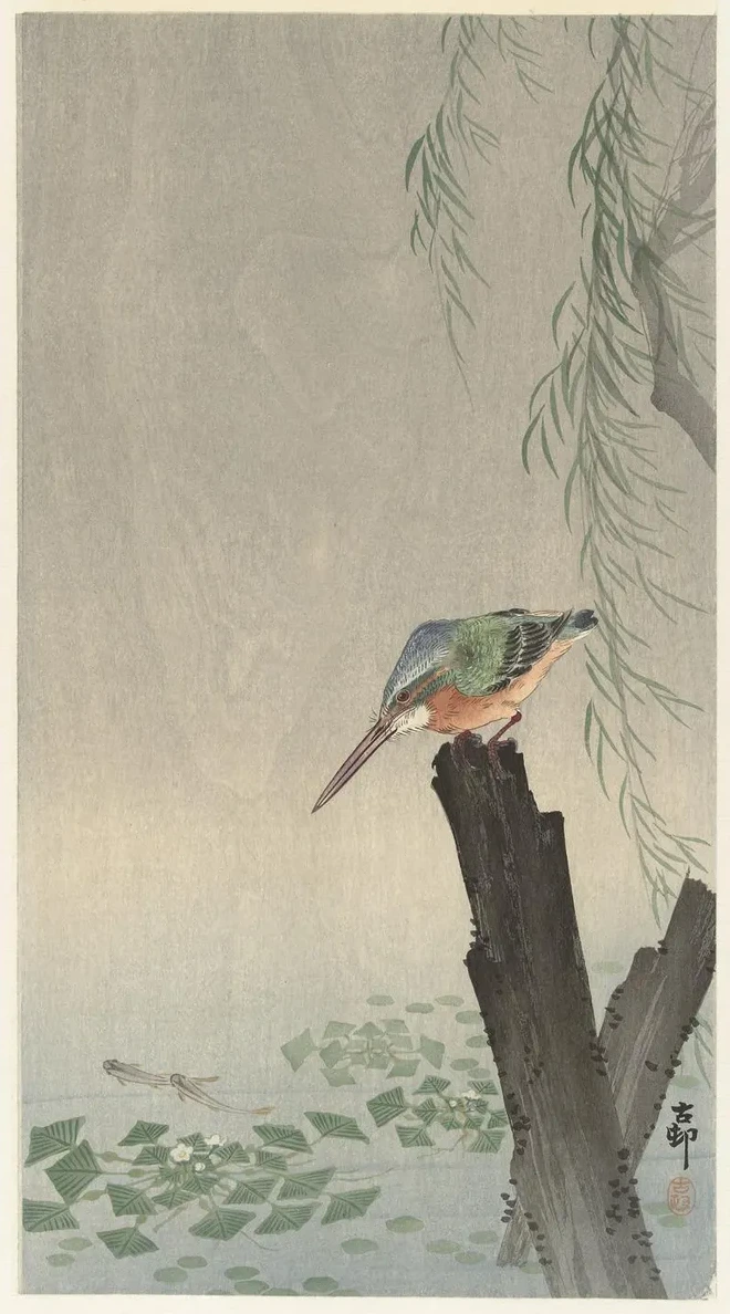 Kingfisher on Tree Stump