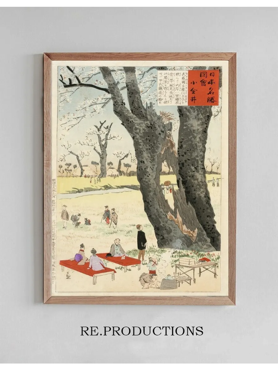 Koganei, Cherry Blossoms