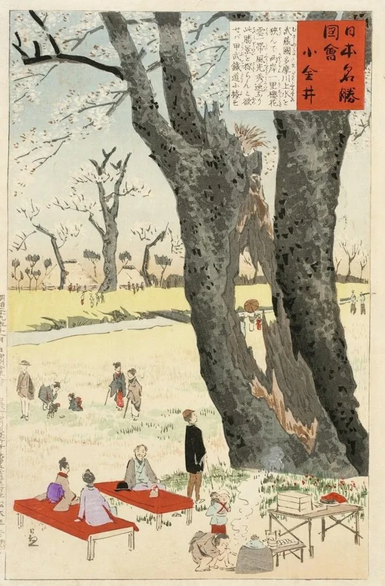 Koganei, Cherry Blossoms