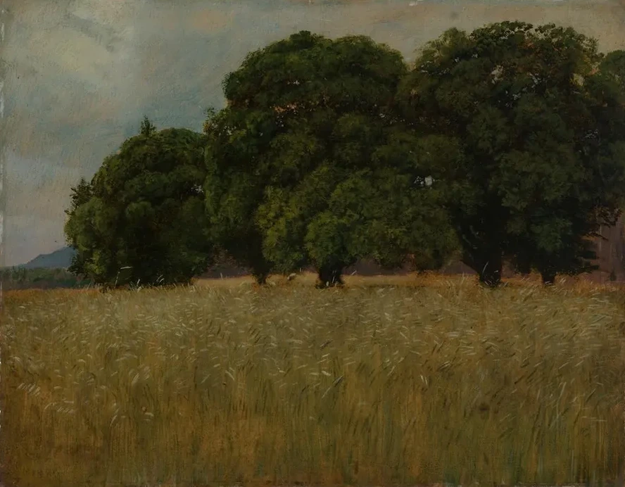 Kornfeld Mit Laubb Umen