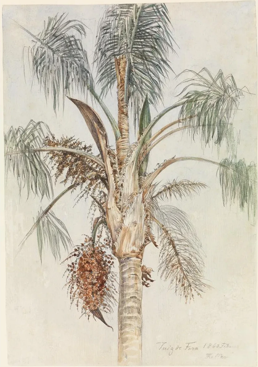 Krone Einer Palme (syagrus Macrocarpa) in Juiz de Fora