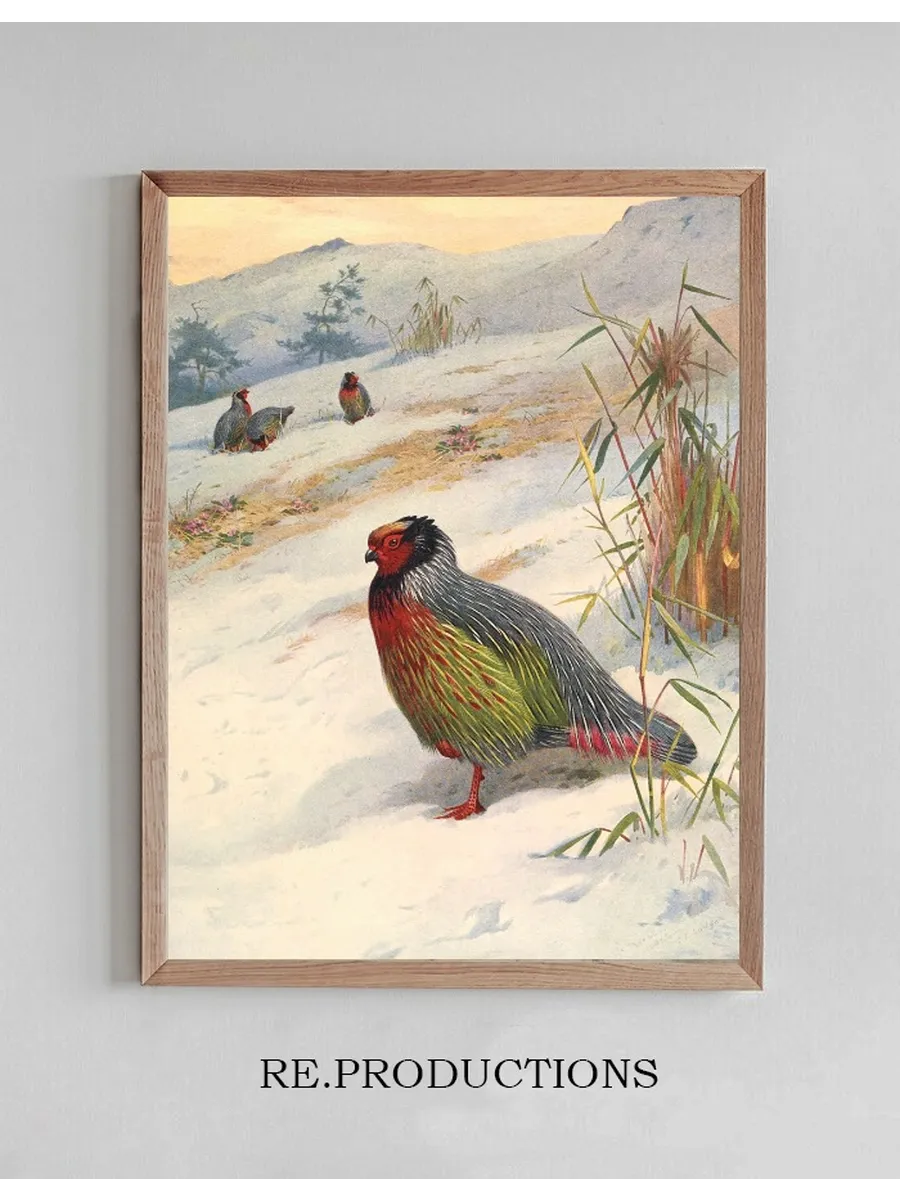 Kuser's Blood Partridge