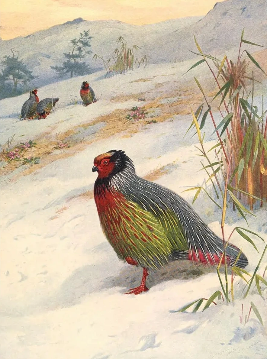 Kuser's Blood Partridge