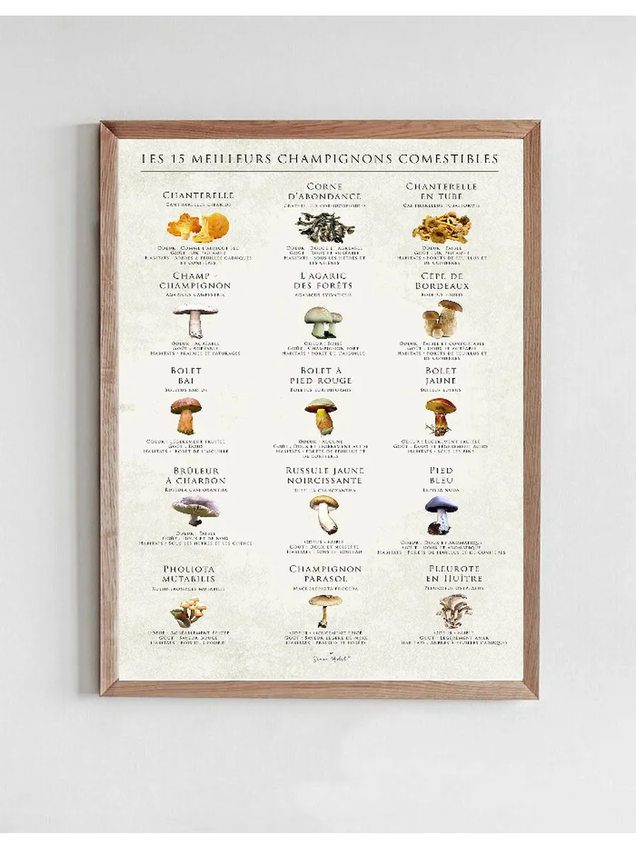 LES 15 Meilleurs Champignons Comestibles
