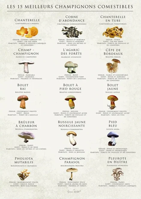LES 15 Meilleurs Champignons Comestibles