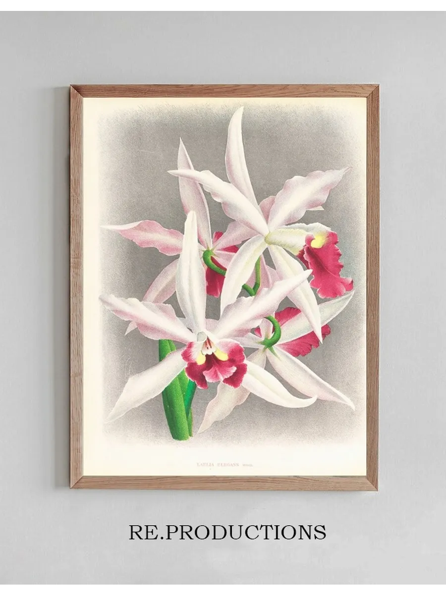 Laelia Elegans
