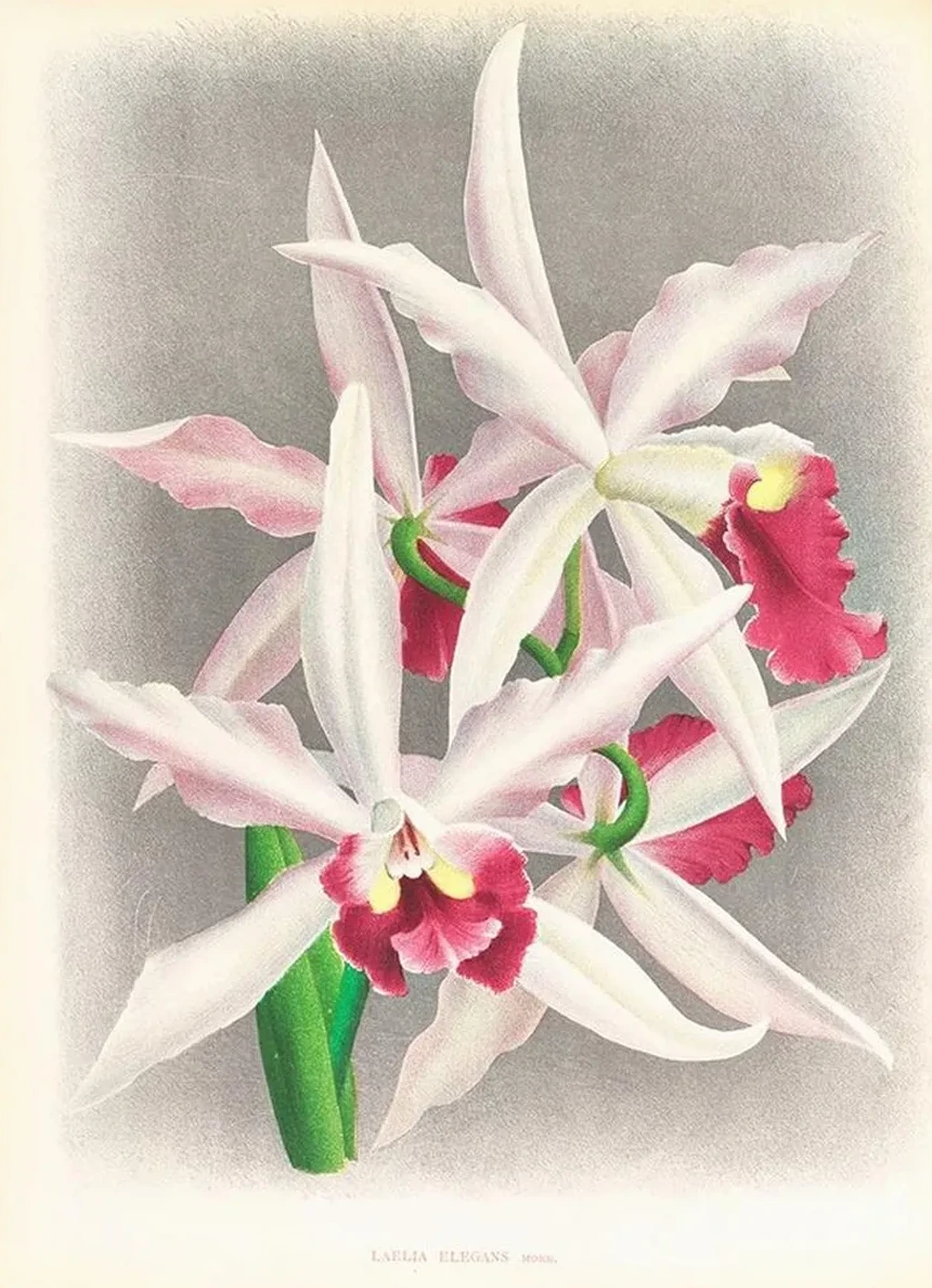 Laelia Elegans