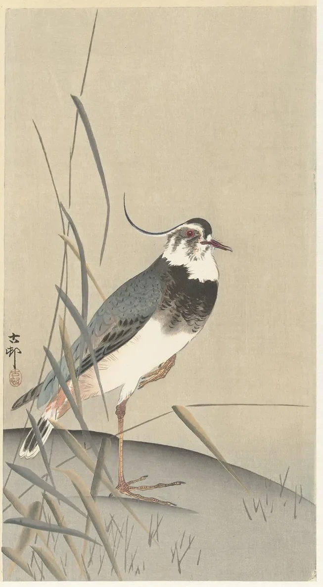 Lapwing and Reed