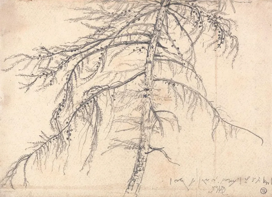Larch Tree