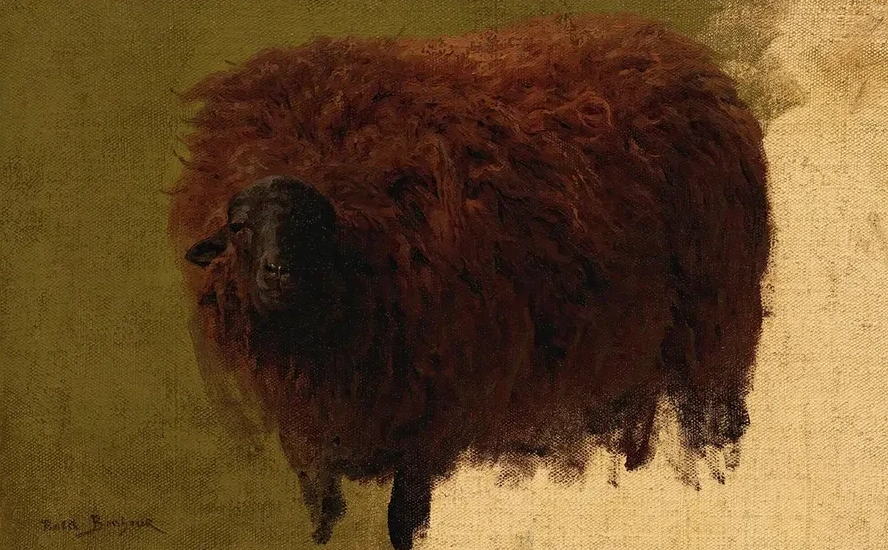 Large Wooly Sheep (Wether)