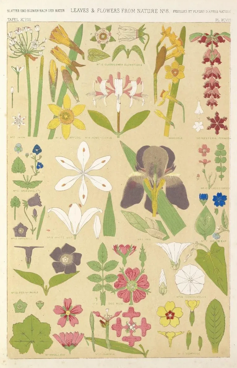 Leaves and Flowers from Nature No.8