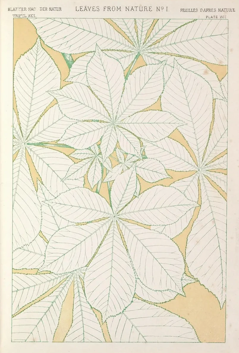 Leaves from Nature No.1