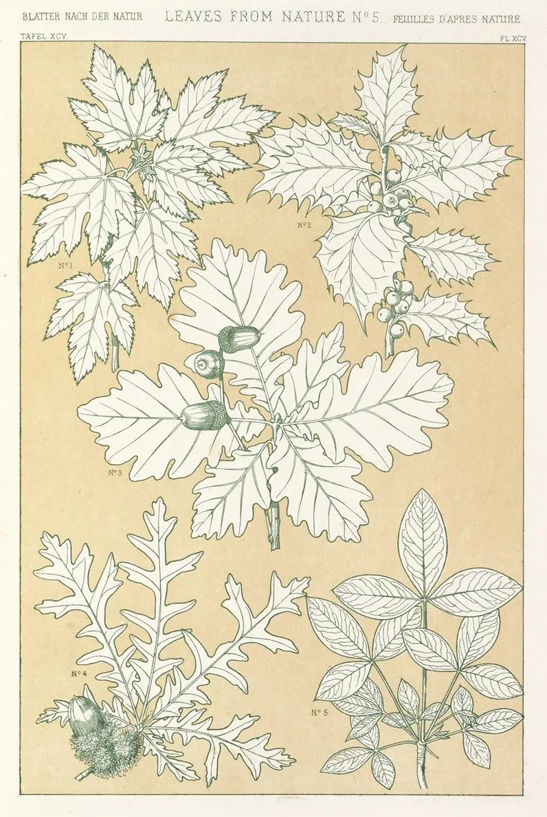 Leaves from Nature No.5