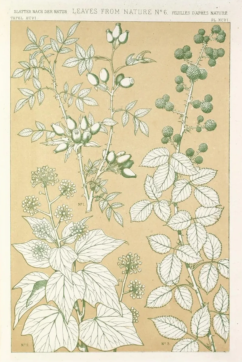Leaves from Nature No.6