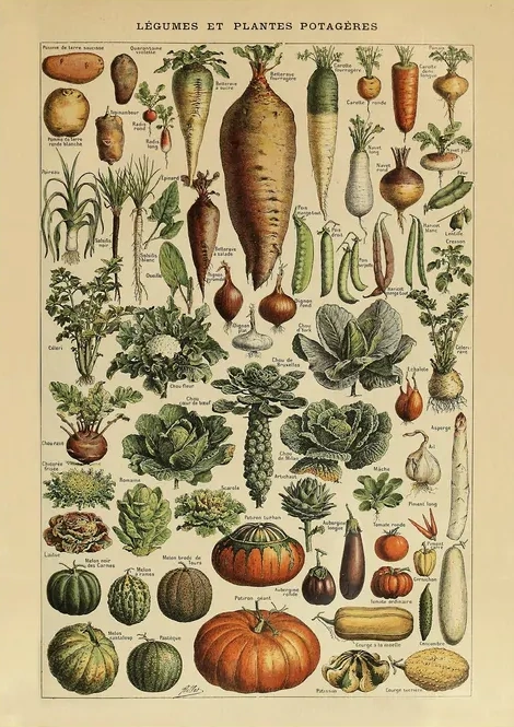 Legumes