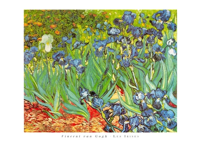 Les Irises