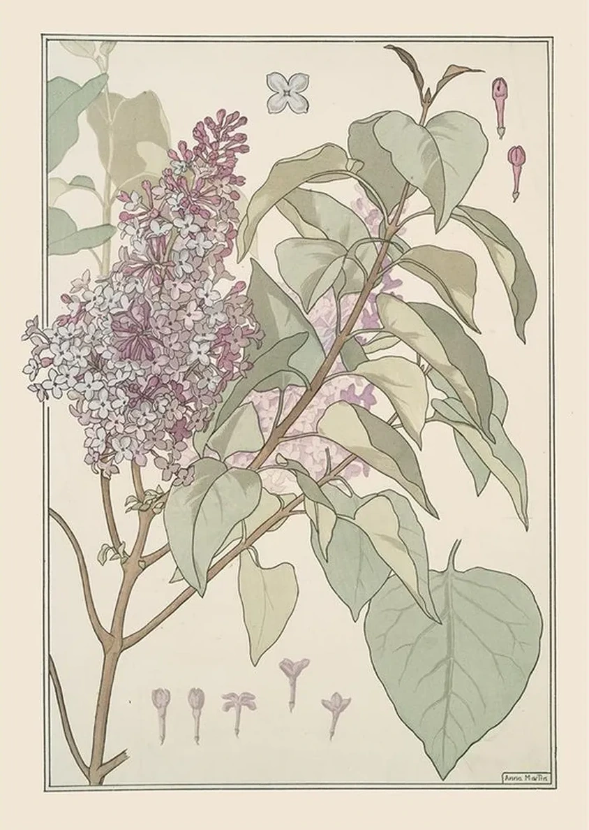 Lilas