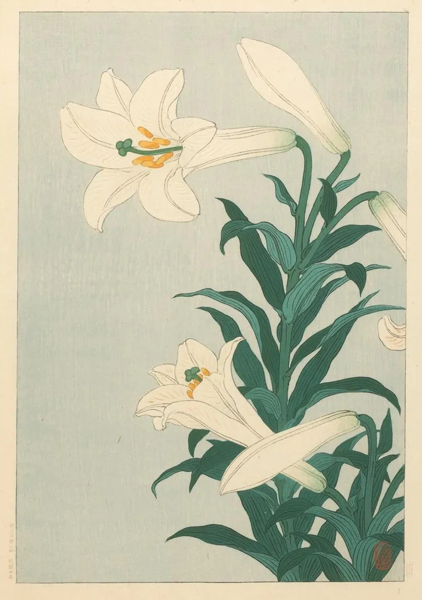 Lilies