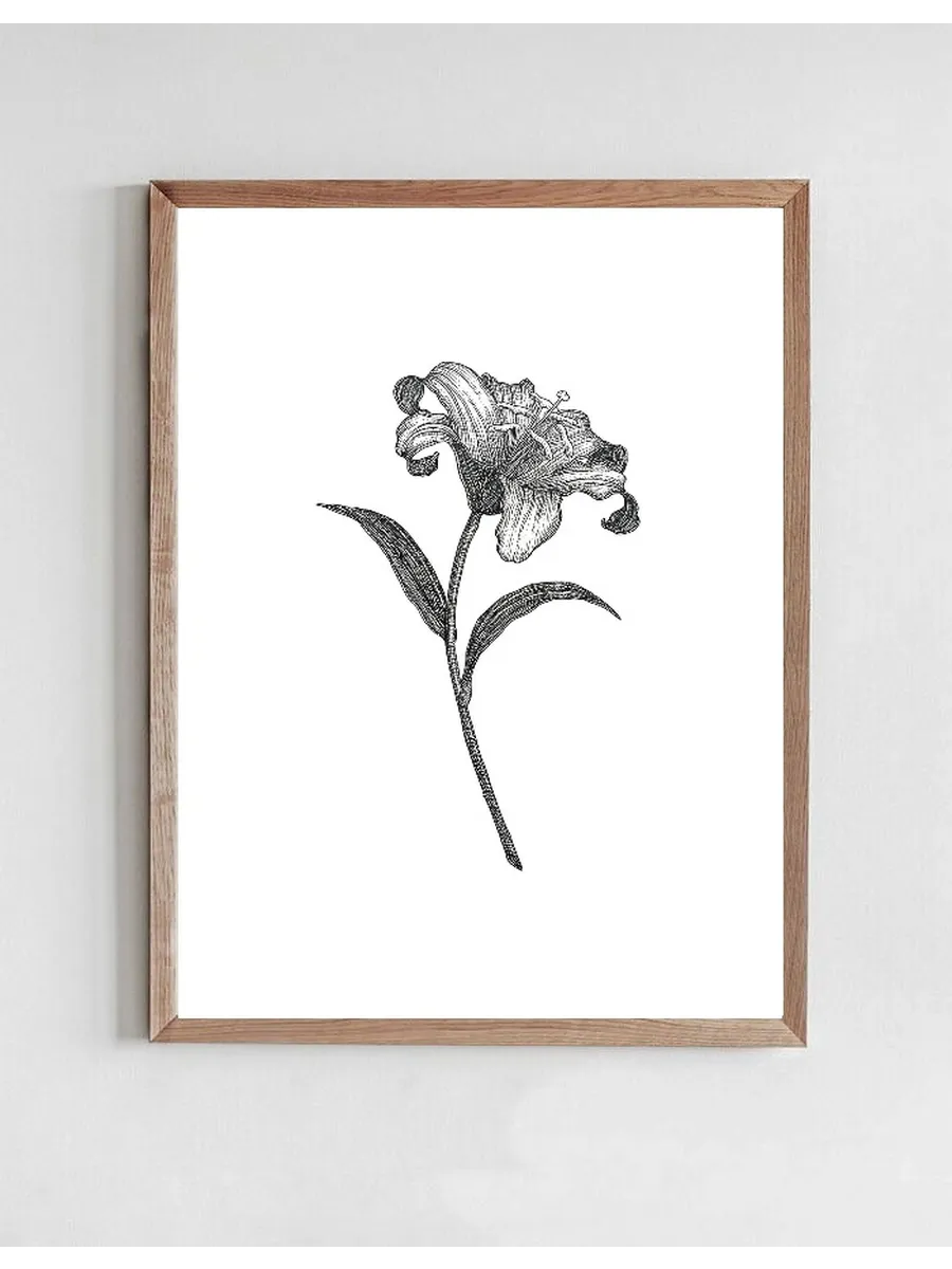 Lily