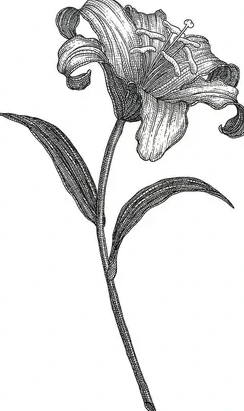 Lily