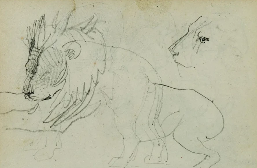 Lion Studies